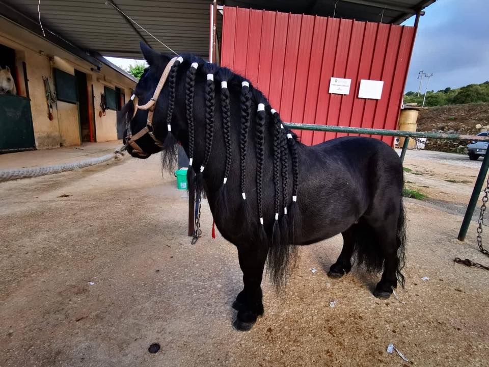 IL PONY EROS IN CASETTA IL 27 DICEMBRE